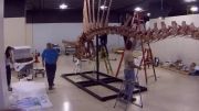 Bigger Than T. rex Spinosaurus