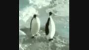 دعوای پنگون ها