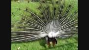 طاووس زیبا(باز کردن پرهای طاووس)
