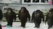 رقص زیبای میمون های رقاص | گپ استار