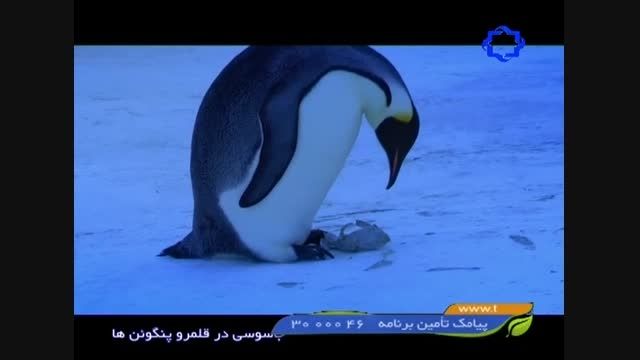حس مادرانه پنگوئنی که جوجه اش را از دست داده است