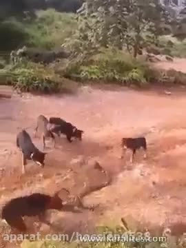 نبرد جالب و نادر 5 سگ با یک مار افعی