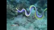 جانور رنگارنگ زیبا زیر دریا