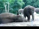 بازی دو فیل با یکدیگر!