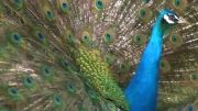 طاووس ( خیلی زیباست) Full HD
