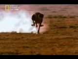 مستند شکارچیان - چیتا-National Geographic I Predator Cheetah