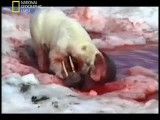 خرس قطبی شکار شیر دریایی بزرگ