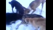 شکار گرگ با سگ در اذربایجان شرقی