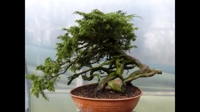 How To Create Bonsai in 5 Hours.