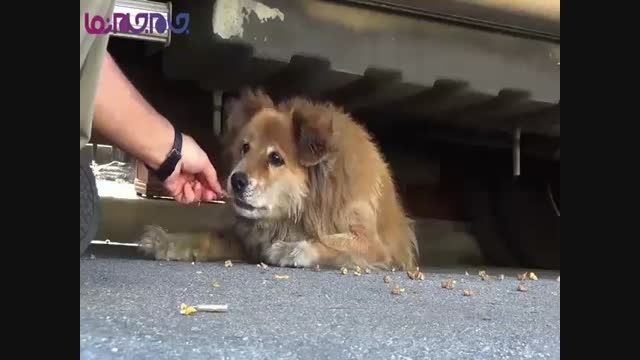 کمک به سگ ولگرد حیوانات فیلم کلیپ گلچین صفاسا