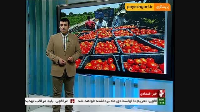 خرید تضمینی 121 هزار تن گوجه فرنگی