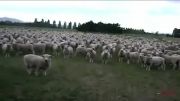 گوسفندهای کاملااستثنائی!!:))