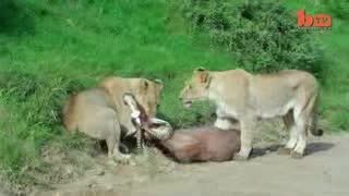 حمله هوایی شیرها به شکار