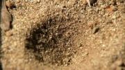 شکار مورچه توسط  مورچه خوار ( شیر مورچه)(فوق العاده تماشایی)