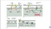 مکانیسم های انتقال پروتئین در میتوکندری(Mitochondrial protein transport mechanisms)