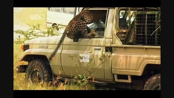 حمله گربه وحشی بزرگ به مامور پارک جنگلی