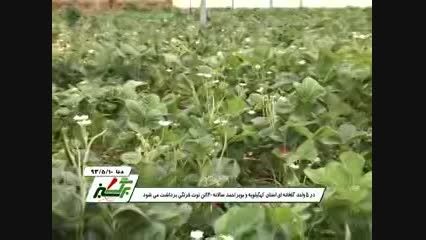کشت توت فرنگی گلخانه ای در استان کهکیلویه و بویر احمد