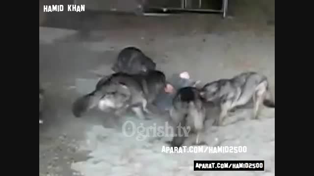 حمله 5 عدد گرگ وحشی و گرسنه به یک مرد