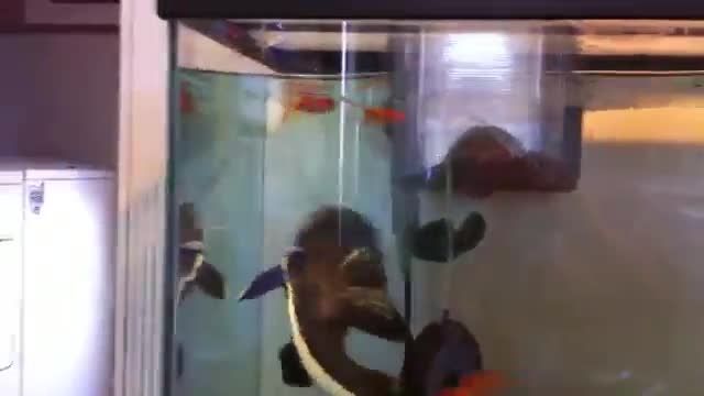 خوردن 20 ماهی گلدفیش توسط گربه ماهی