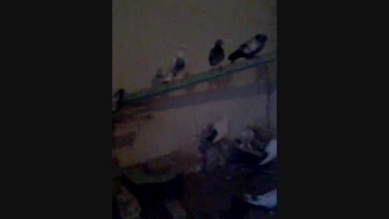 کبوترهای من