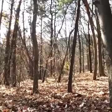 گذر روح از جنگل بسیار ترسناک