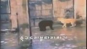 نابود شدن خرس سیاه توس شیر ماده