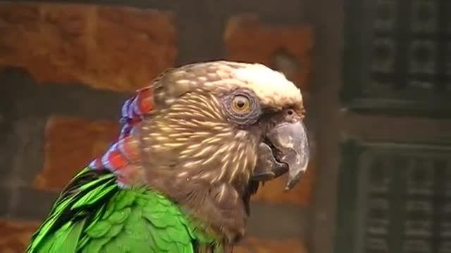 جفت  طوطی سر شاهینی Hawk-headed Parrot