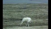 زوزه ترسناک گرگ قطبی و شکار خرگوش