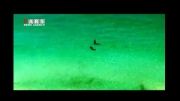 فیلم/ فرار شناگران از ترس حمله کوسه