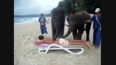 فیل های ماساژور در تایلند :))