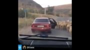 دزدی گوسفند با ماشین ‫!!