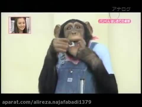 داوری و بازی کردن خنده دار پینگ پنگ توسط شامپانزه باحال