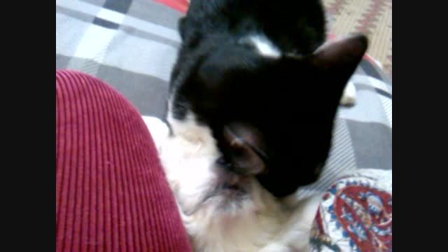 لیس زدن سگ توسط گربه!!