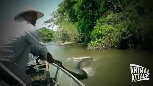 پیدا شدن بزرگترین مار دنیا در رودخانه آمازون