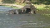حمله کروکودیل به فیل در آب (همراه صحنه اهسته)