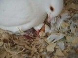 به دنیا آمدن یک کبوتر در پناه مادر