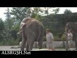 سوار شدن روی فیل