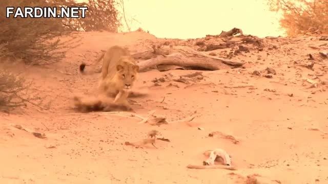 مستند باشکوه شیرهای صحرای نامیبیا با کیفیت HD