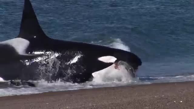 شکار شگفت انگیز نهنگ قاتل در  ساحل!!