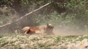 شکار ضربتی آهو توسط شیر