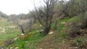 ورد بهاره تل غوچی(کا خلیفه) در کوه های چیتاب. در بهار93