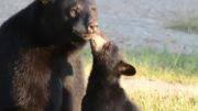 محبت خرس مادر به توله هاش