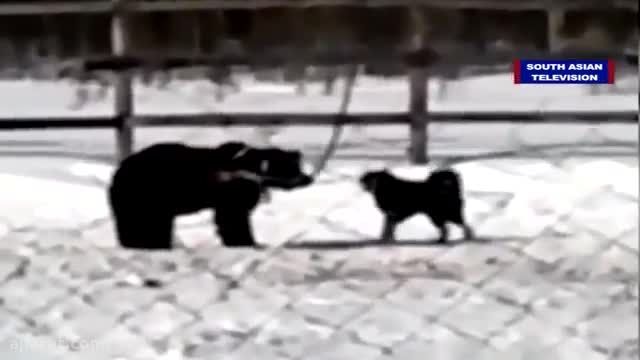 عاقبت حمله سگ به خرس
