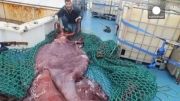کشف یک ماهی مرکب بزرگ منجمد در نیوزیلند