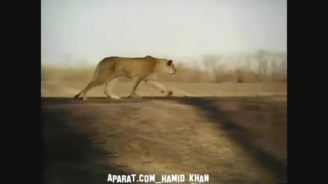 حمله به اسب توسط شیر نر _ جدا شده از یک فیلم