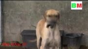 سگی که تشنج و حمله دربیماری صرع را پیش بینی می کند-Bm-Eng.iR