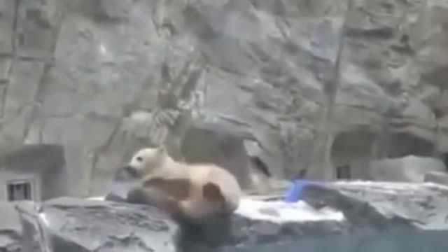 فداکاری مادرانه خرس قطبی