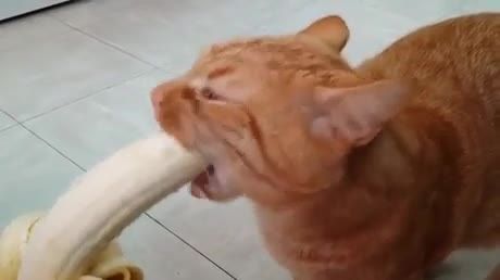 موز خوردن گربه