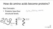 چگونه اسید آمینه ها تبدیل به پروتئین می شوند