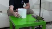 آموزش طوطی برای رد شدن از حلقه